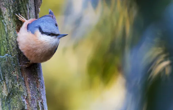 Picture nature, tree, bird, trunk, nuthatch