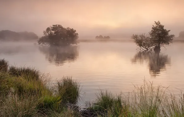 Fog, river, united kingdom, richmond park, surrey