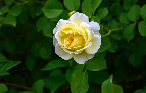 Flower, leaves, rose, Bush, Bud, yellow, rosette