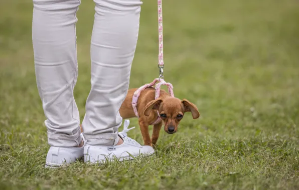 Picture feet, leash, dog