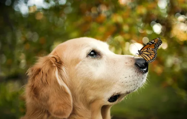 Picture background, butterfly, dog
