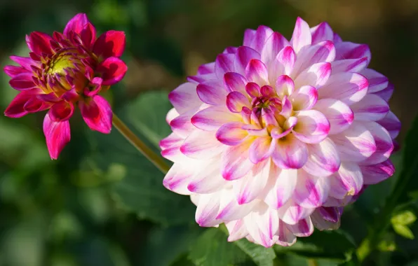 Flower, leaves, macro, background, pink, petals, garden, Bud