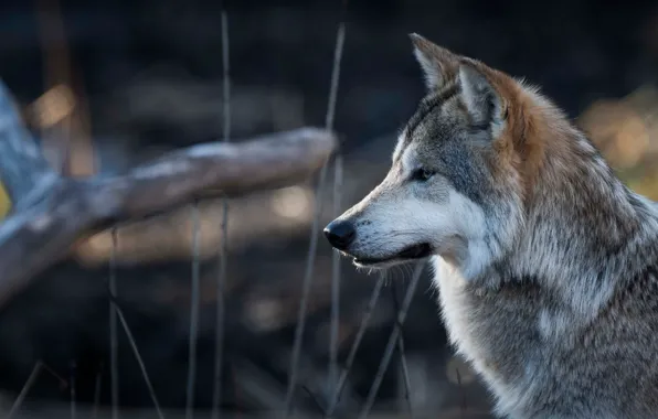 Face, wolf, portrait, profile