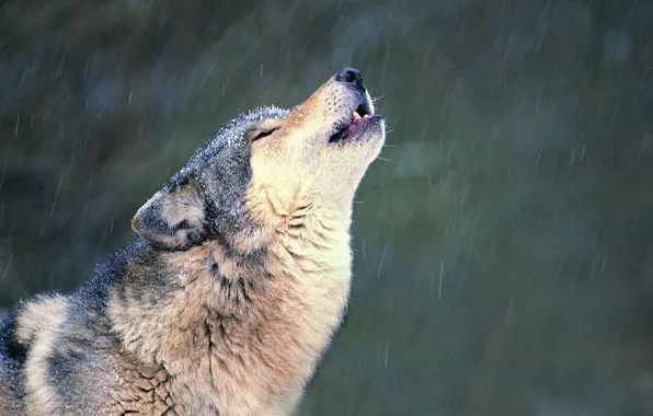 Picture snow, loneliness, Wolf, howl
