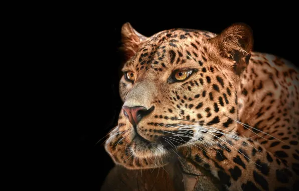 Look, face, portrait, paws, leopard, log, black background, wild cat