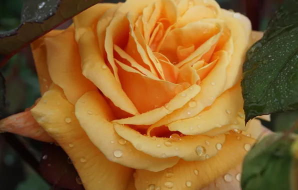 Drops, macro, rose, petals, Bud, yellow rose