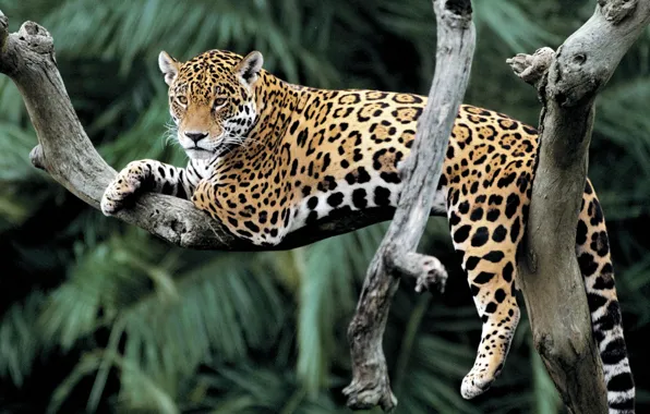 Picture animal, branch, leopard