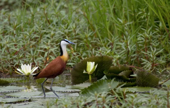 Picture pond, thickets, pond, African Heron