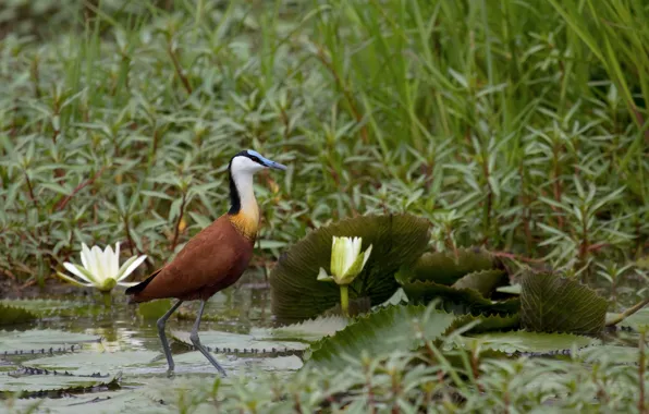 Pond, thickets, pond, African Heron