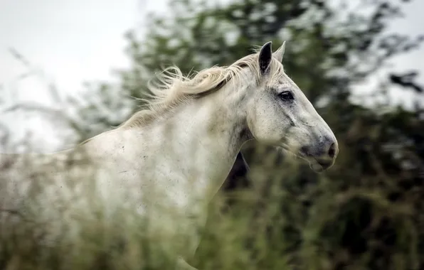 Summer, nature, horse