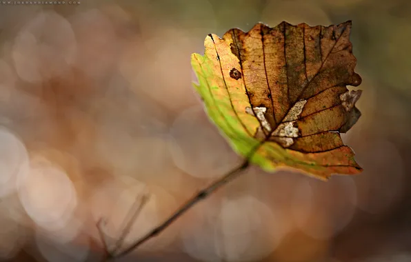 Picture autumn, leaves, macro, photo, leaf, autumn Wallpaper