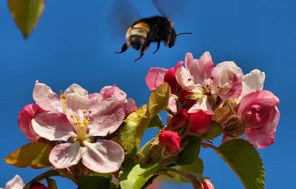 The sky, flowers, spring, garden, bumblebee