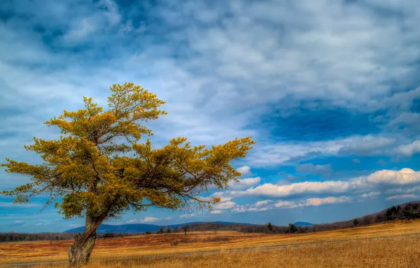 Field, the sky, clouds, trees, mountains