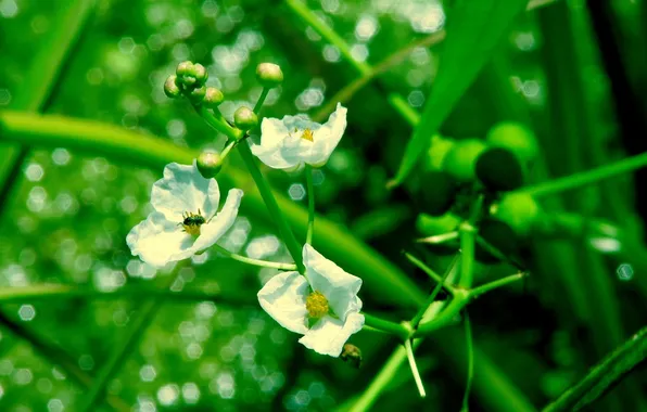 Greens, leaves, macro, flowers, nature, photo, background, stems