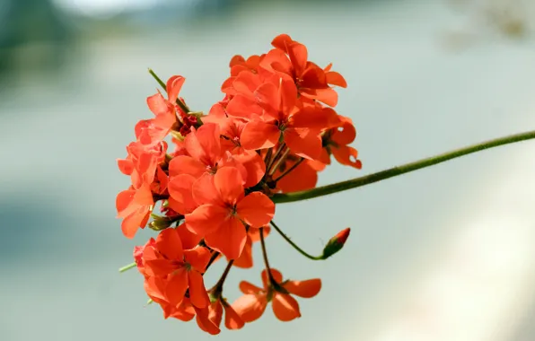 Flowers, orange, petals