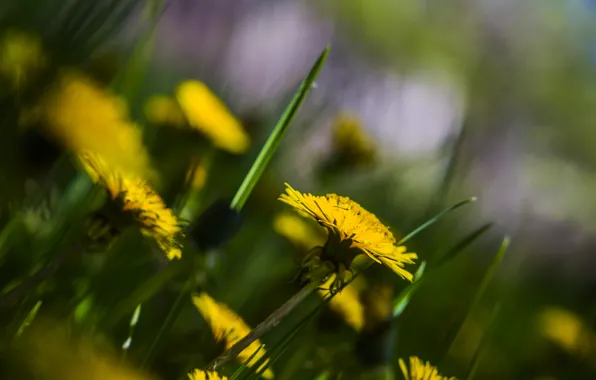 Summer, nature, Flowers, dandelions