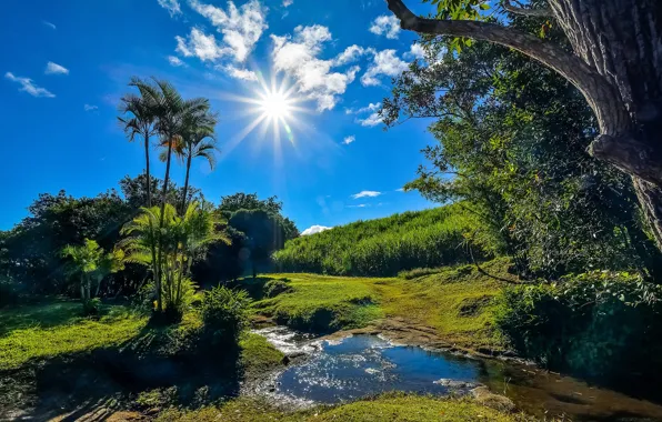 Picture greens, summer, grass, the sun, clouds, trees, stream, palm trees