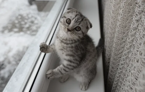 Cat, look, pose, kitty, grey, fold, window, sill