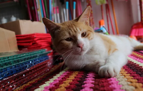 Cat, cat, look, pose, lies, Mat, face, colorful