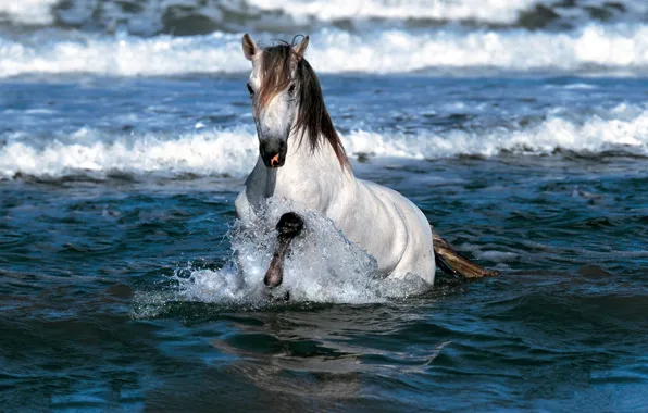 Picture SEA, HORSE, SURF, MANE, WHITE, WAVE, SQUIRT, FOAM