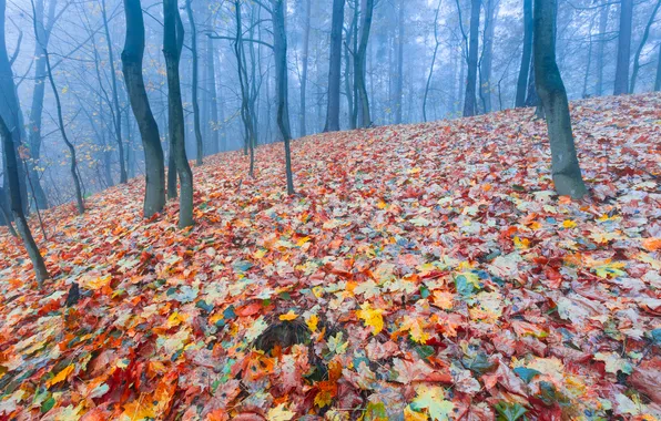 Autumn, forest, leaves, trees, branches, nature, fog, Park