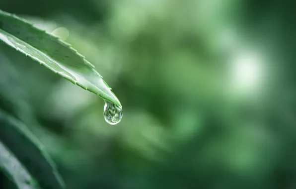 Water, macro, nature, sheet, drop, Rain, Bokeh