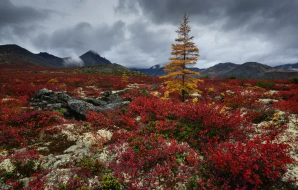 Trees, mountains, nature, stones, plant, Kolyma, Maxim Evdokimov