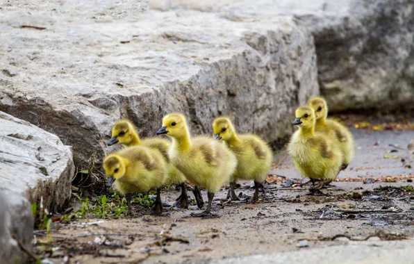 Picture bird, duck, hike