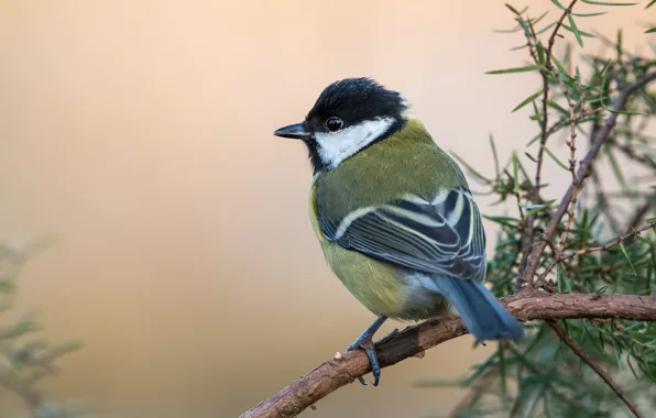 Branches, background, bird, tit