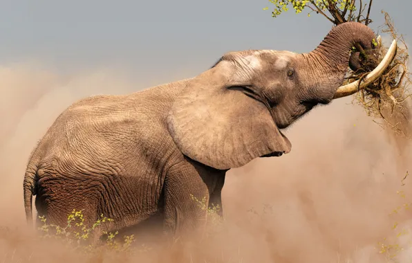 Branches, pose, background, elephant, tree, meal