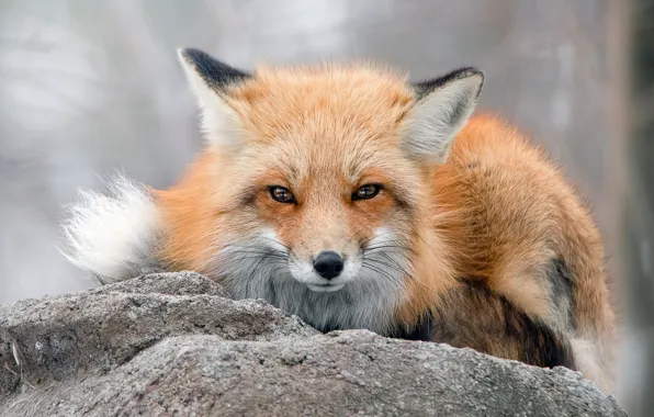 Picture stones, portrait, look, background, face, beauty, bokeh, Fox