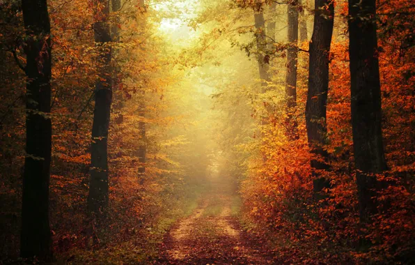 Picture autumn, leaves, fog, way, pathway, trail, autumn colors, path