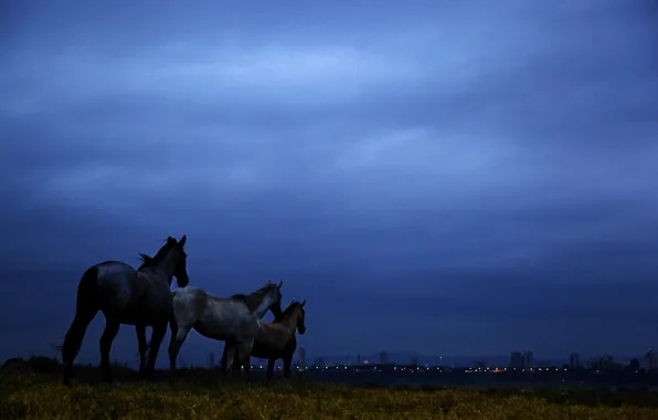 Field, the sky, clouds, night, blue, horse, twilight, Brazil