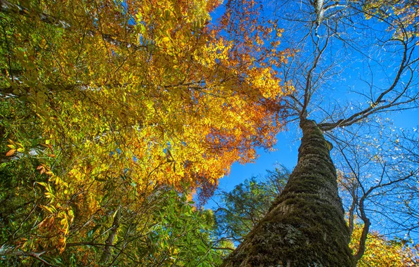 Autumn, the sky, leaves, tree, trunk