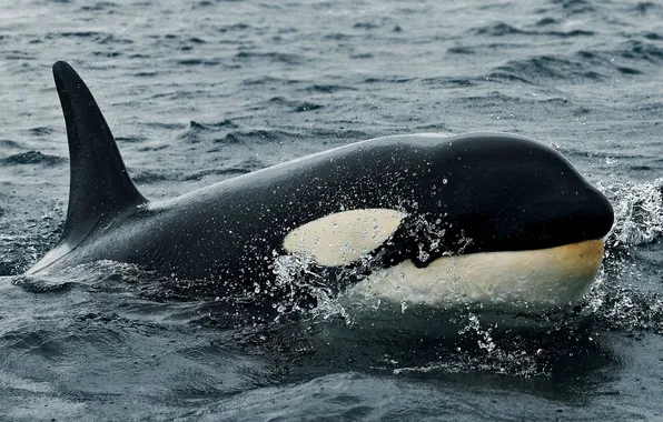 Picture sea, water, orca