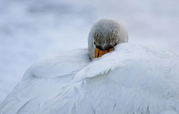 Picture wings, nose, Swan