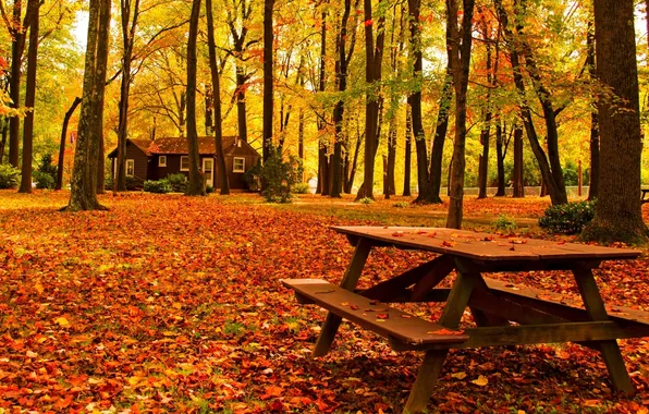 Road, autumn, forest, leaves, trees, bench, nature, house