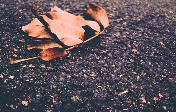 Picture winter, asphalt, leaves, Autumn, walnut