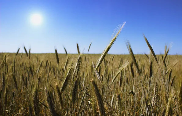 Picture field, the sun, ear