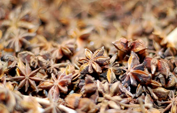 Stars, spices, spices, seasoning, star anise, anise, East, anise star