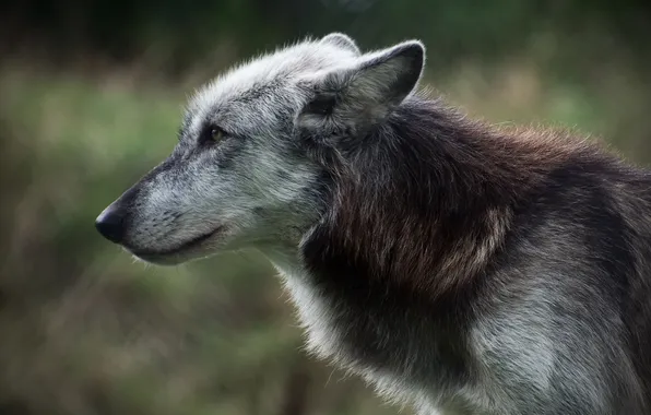 Picture look, wolf, predator, fur