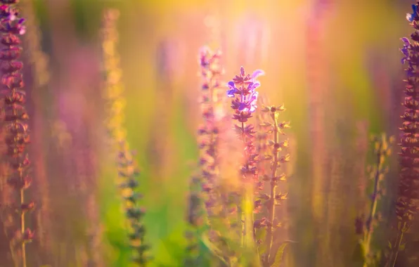 Flower, purple, flowers, background, pink, widescreen, Wallpaper, vegetation