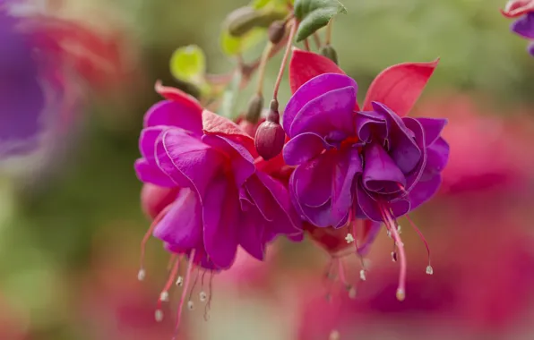 Picture flowers, background, pink, buds, fuchsia
