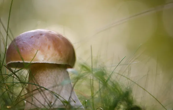 Autumn, nature, mushrooms