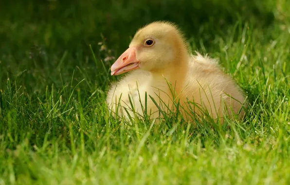 Greens, language, summer, grass, birds, yellow, nature, bird