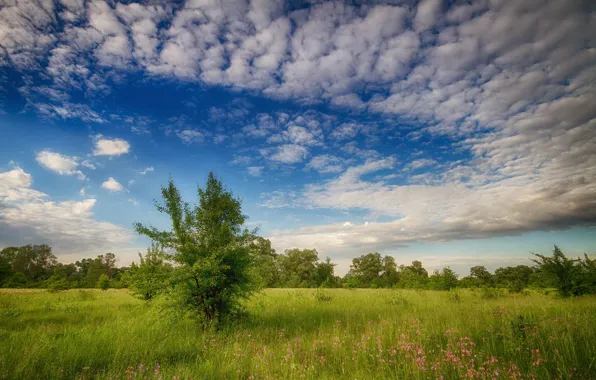 Greens, field, summer, the sky, grass, clouds, blue, Bush