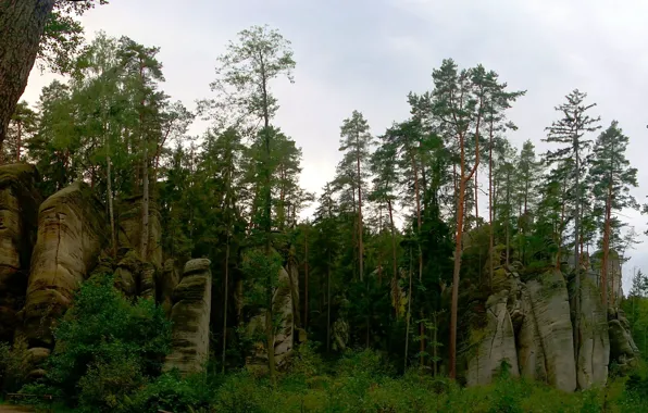 Greens, forest, the sky, trees, stones, rocks, the bushes