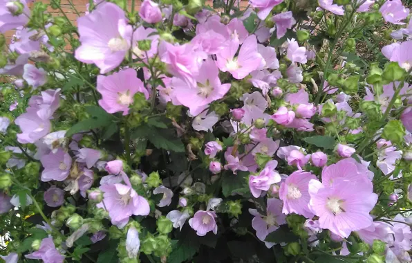 Mallow, pink flowers, flowerbed with flowers