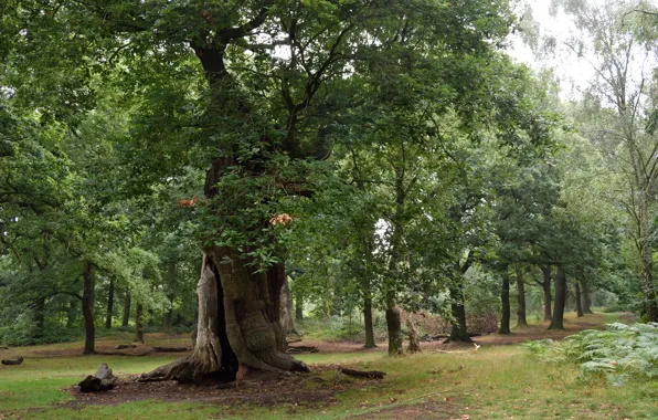 Picture greens, summer, trees, green, summer, Nature, trees