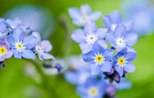 Greens, flowers, focus, blue, forget-me-nots